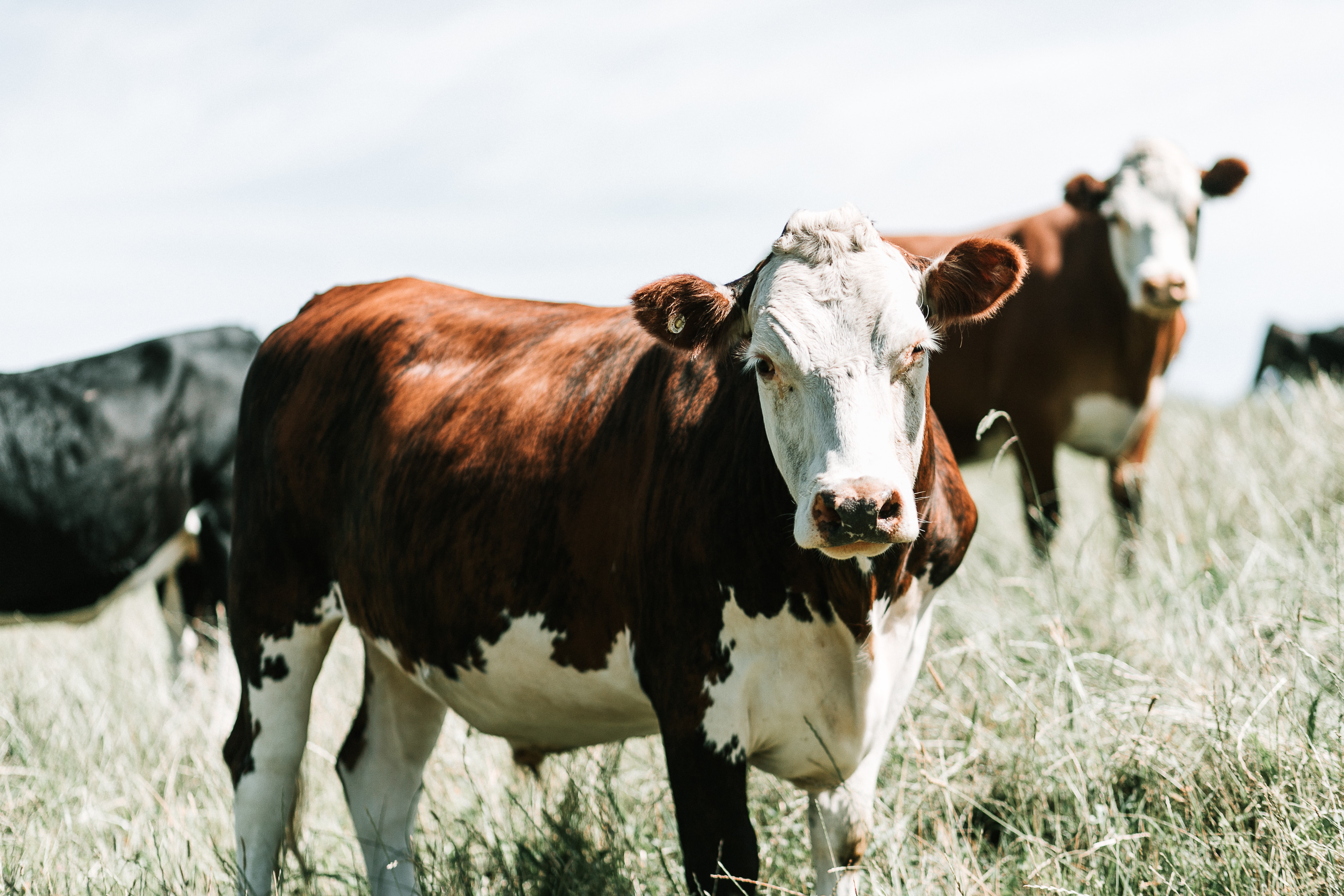 Knowledgebase Cattle (Beef) Farm Transparency Project Australian animal protection charity